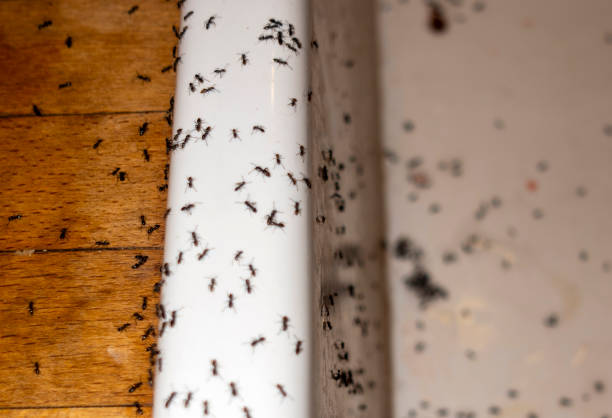 Best Flea Control Services  in Rose Lodge, OR