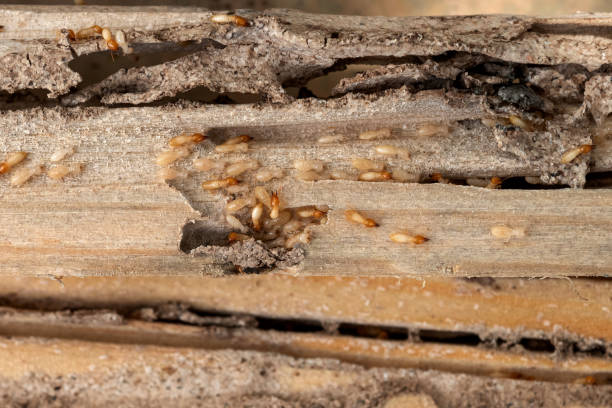 Best Mosquito Control Services  in Rose Lodge, OR