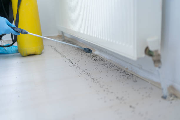 Best Flea Control Services  in Rose Lodge, OR